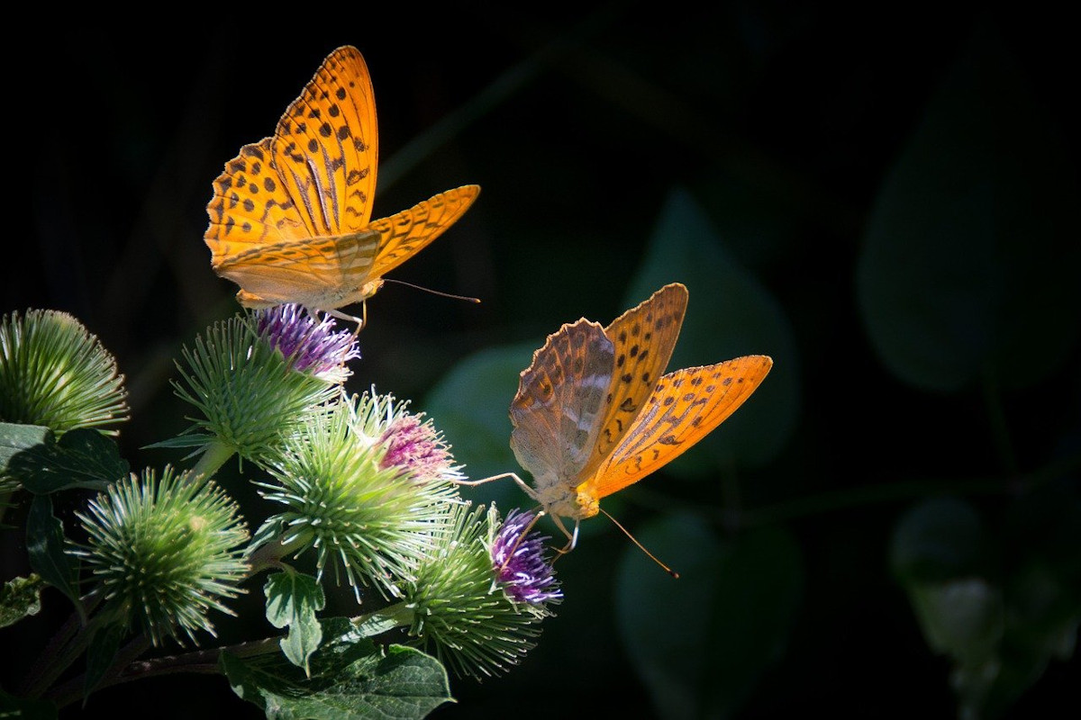 Ein Kaleidoskop Schmetterlinge